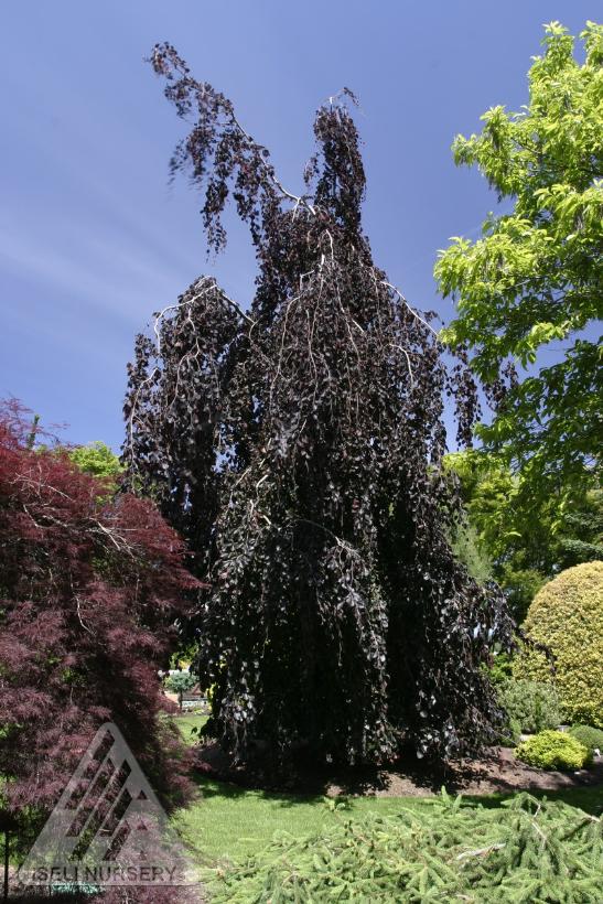 Purple Fountain Beech