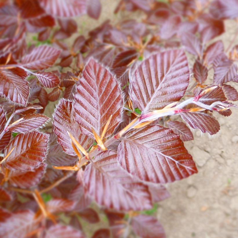 Purple Beech