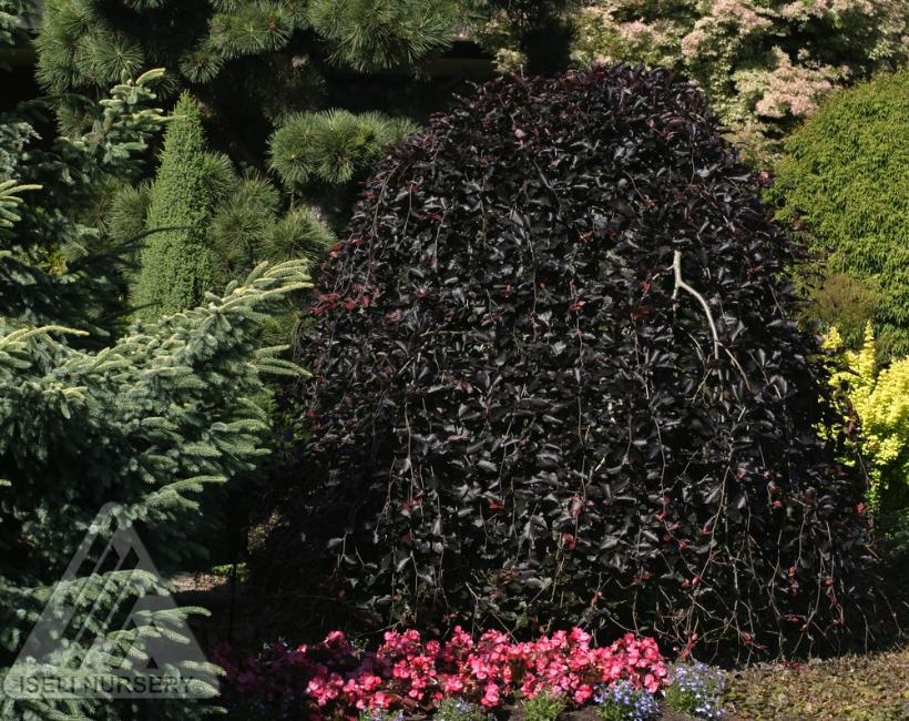 Weeping Purple Beech