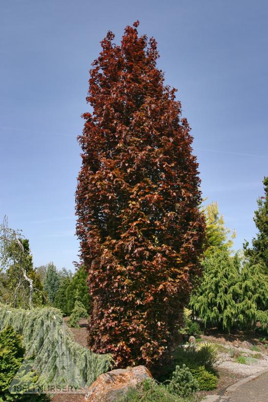 Red Obelisk Beech
