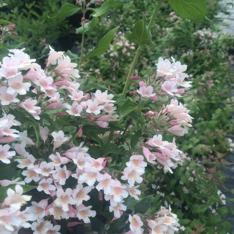 Beautybush