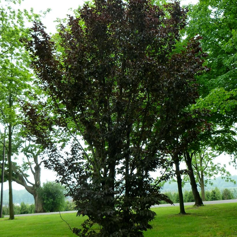 Oakleaf Copper Beech
