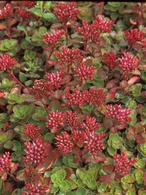 Fuldaglut Two-row Stonecrop