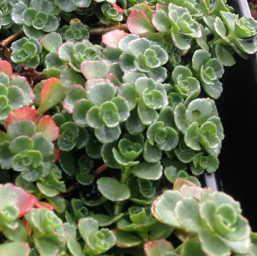John Creech Two-row Stonecrop
