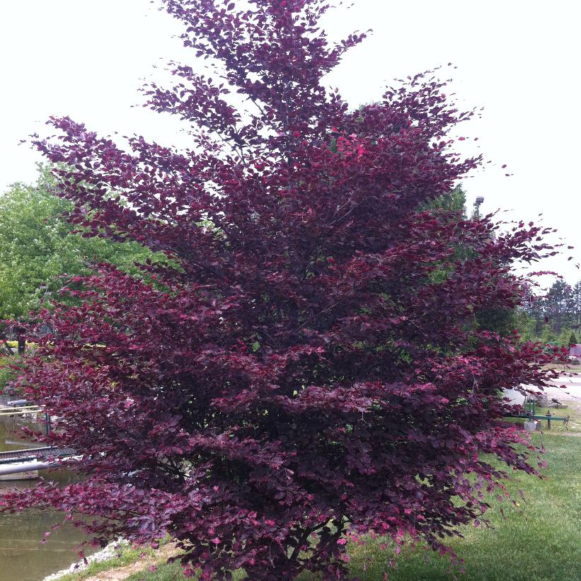 Tricolor Beech