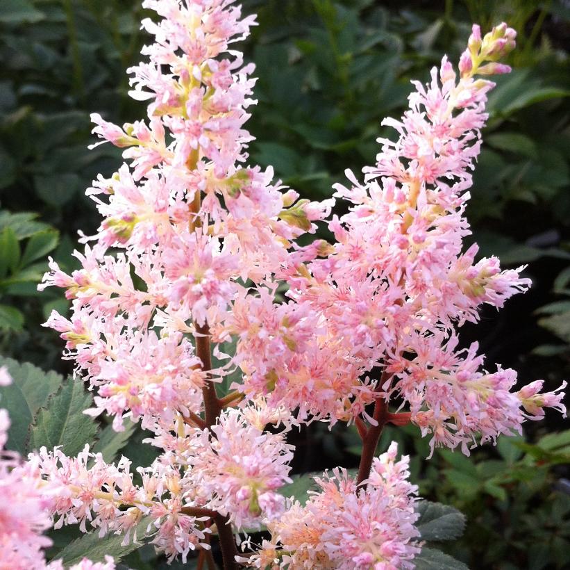 Peach Blossom False Spirea, Astilbe