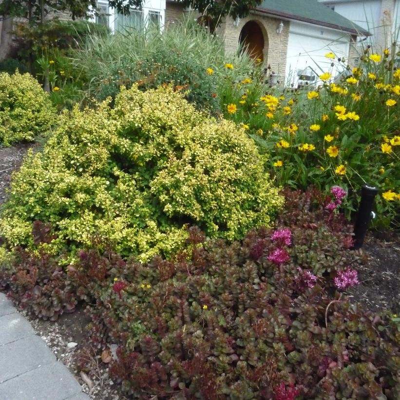 Voodoo Two-row Stonecrop