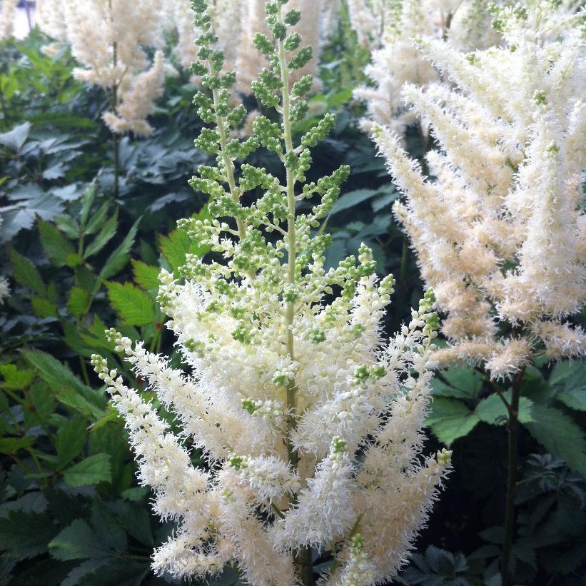Diamonds and Pearls False Spirea, Chinese Astilbe