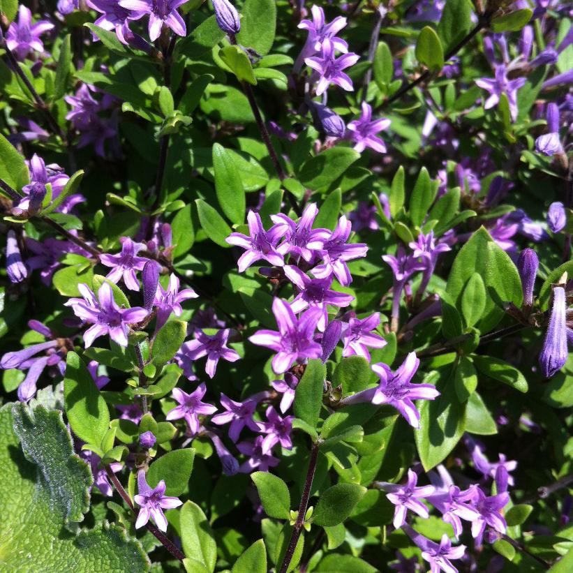 Himalayan Leptodermis