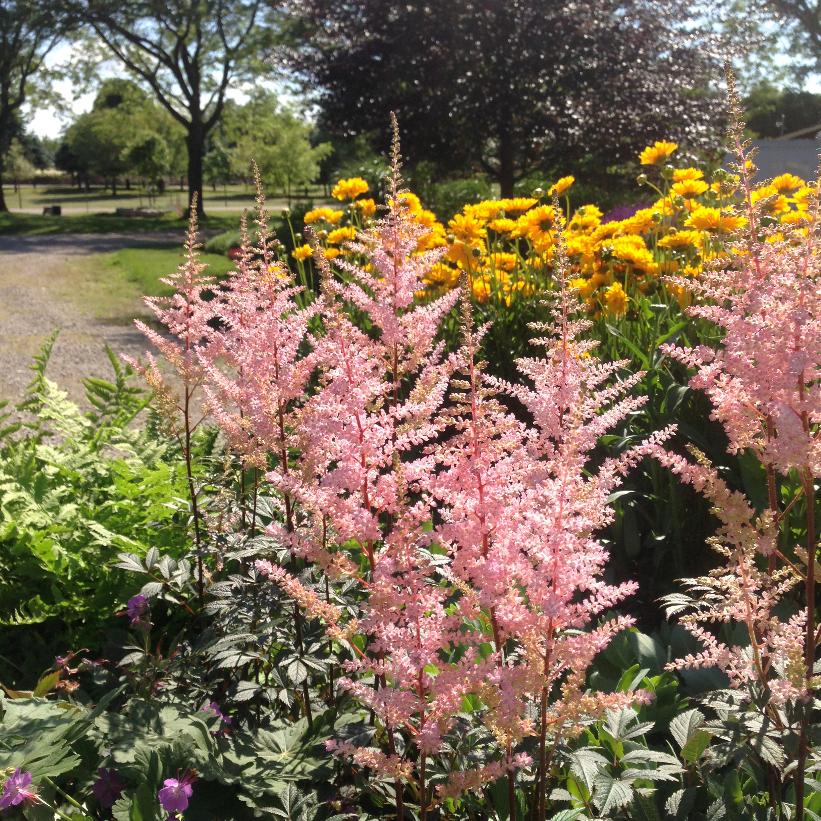 Erica False Spirea