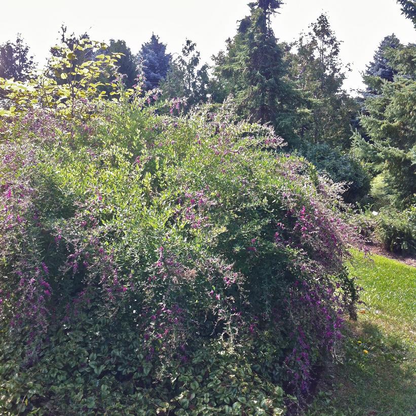 Gibraltar Shrub Bush Clover