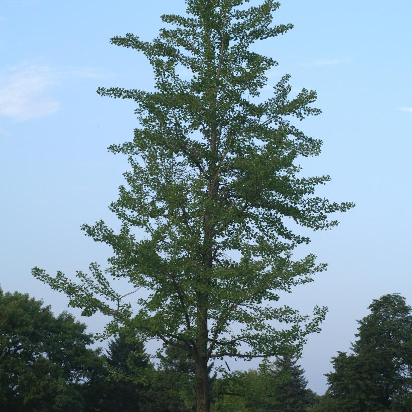Maidenhair Tree