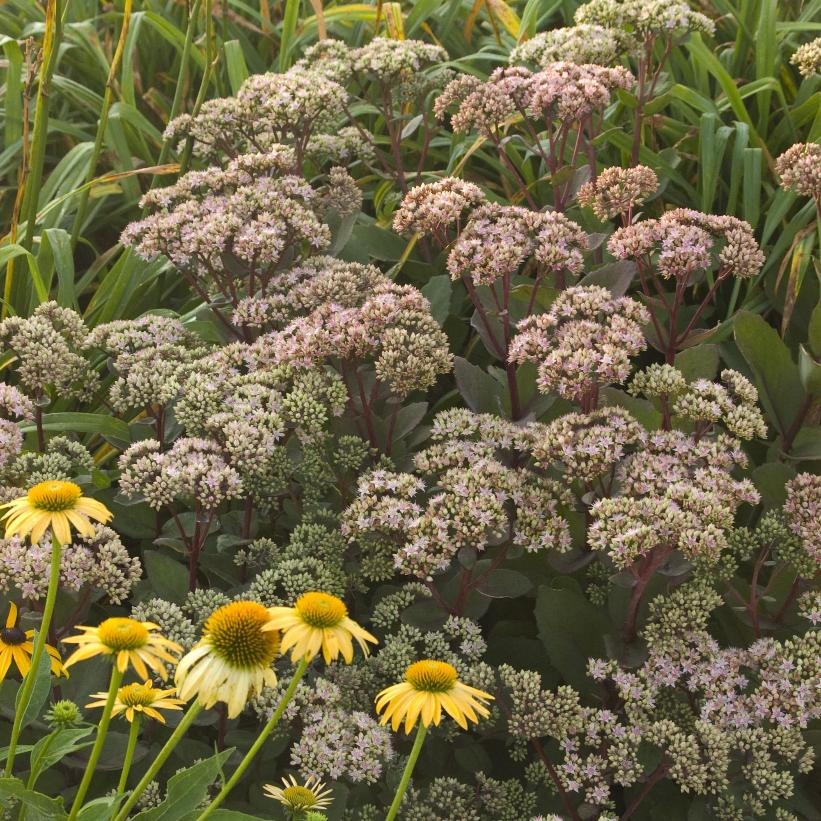 Matrona Stonecrop