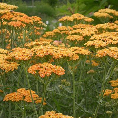 Terracotta Yarrow