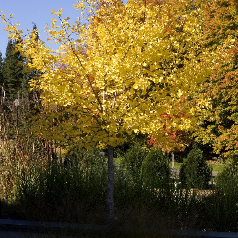 Autumn Gold Maidenhair Tree
