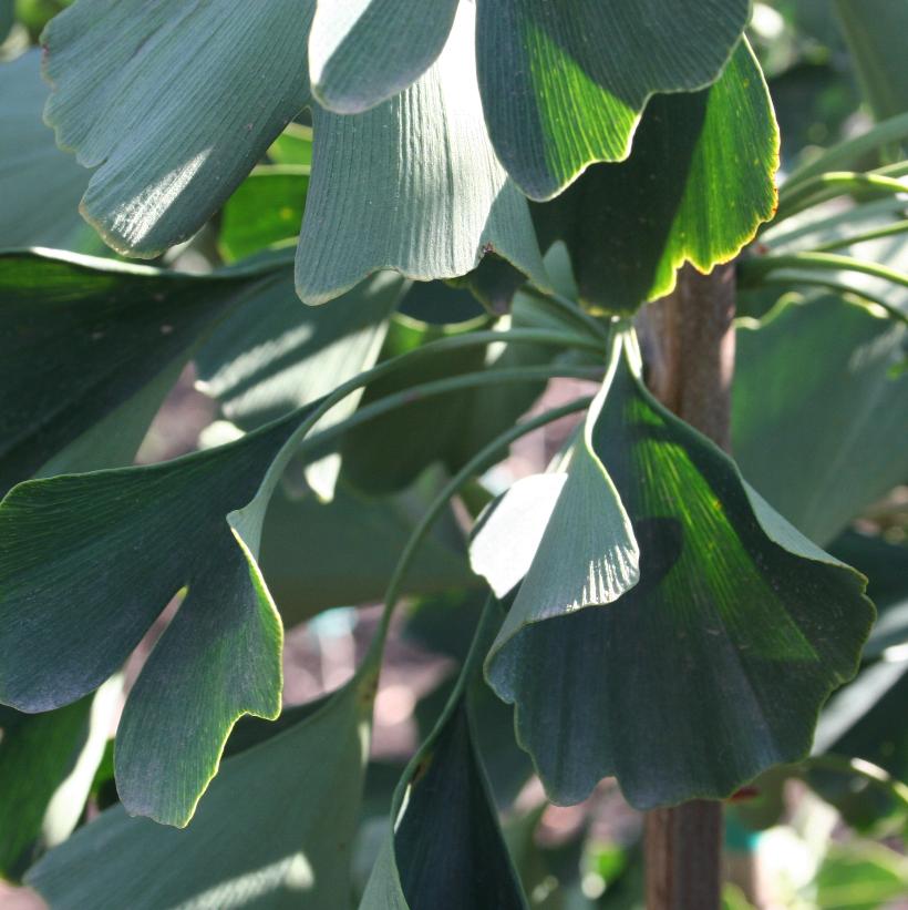 Magyar Maidenhair Tree