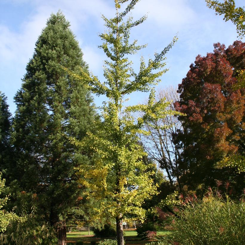 Princeton Sentry® Maidenhair Tree