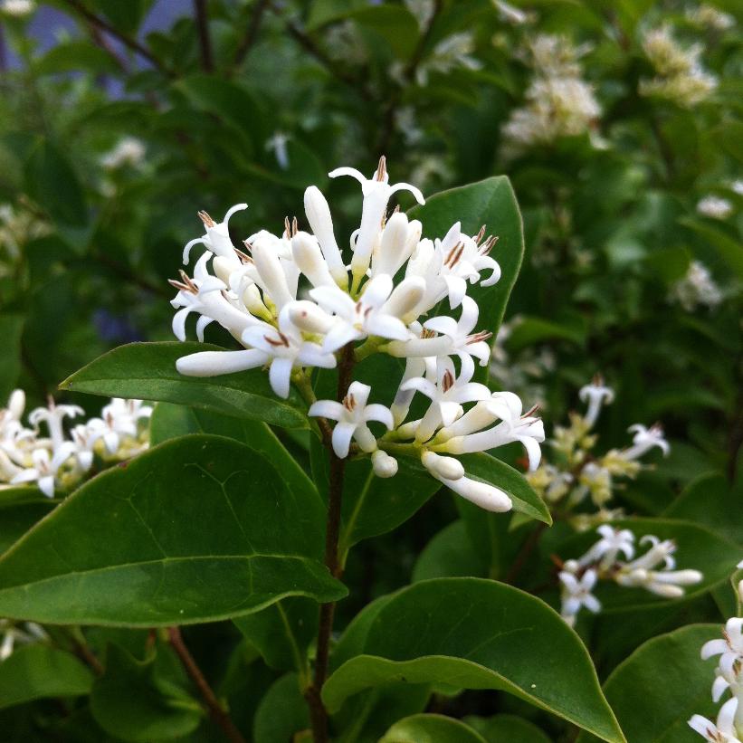 Amur Privet