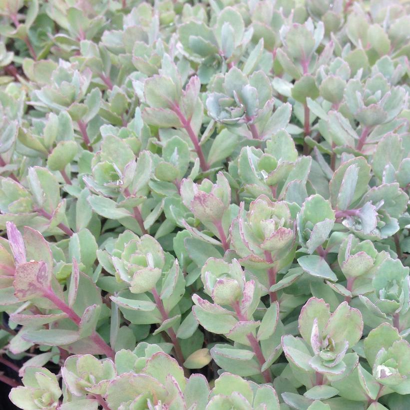 Vera Jameson Stonecrop
