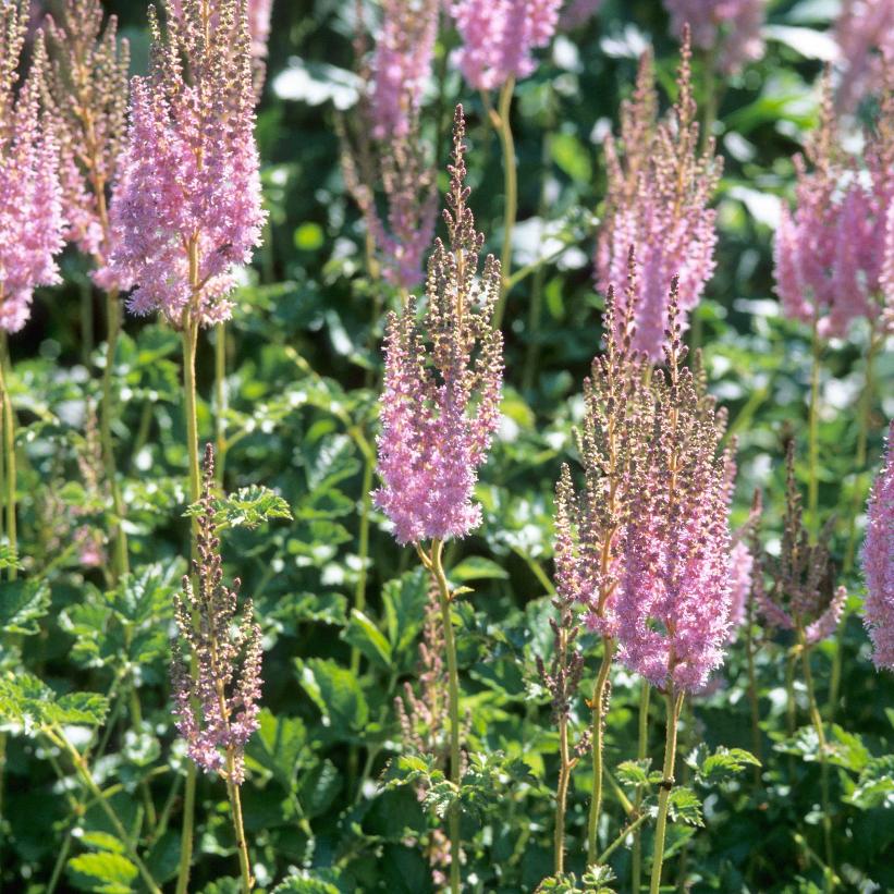 Superba False Spirea, Chinese Astilbe