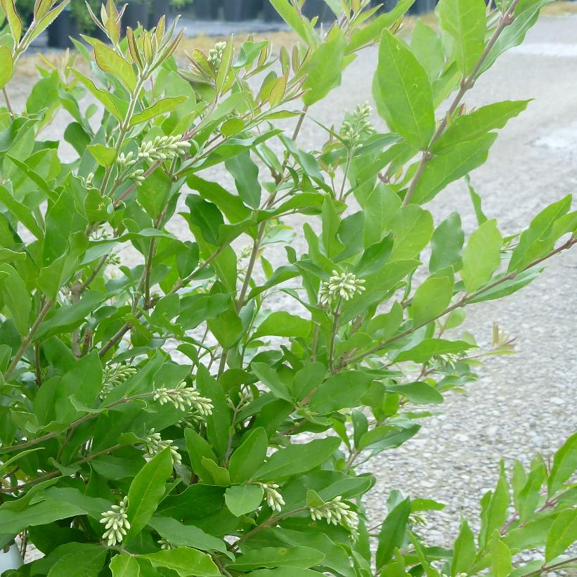 Regelianum Privet