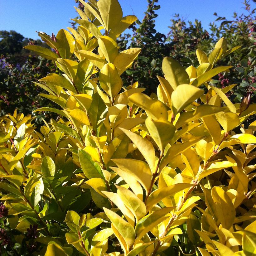 Golden Privet - Ligustrum x vicaryi
