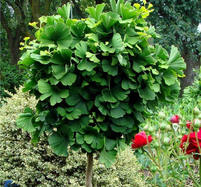 Globe Maidenhair Tree