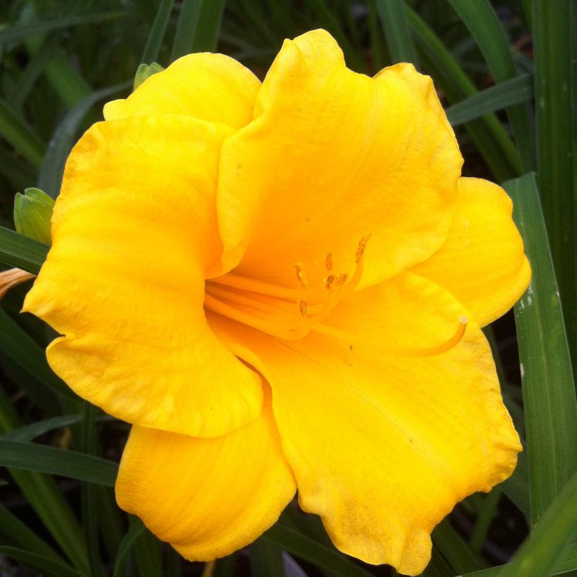 Mini Stella Daylily