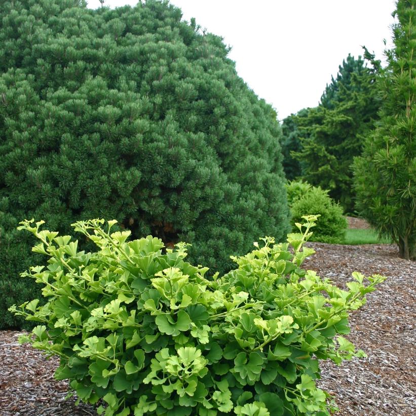 Mariken Maidenhair Tree