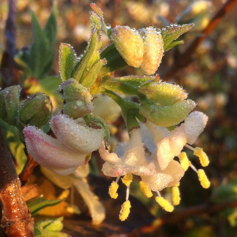 Winter Honeysuckle