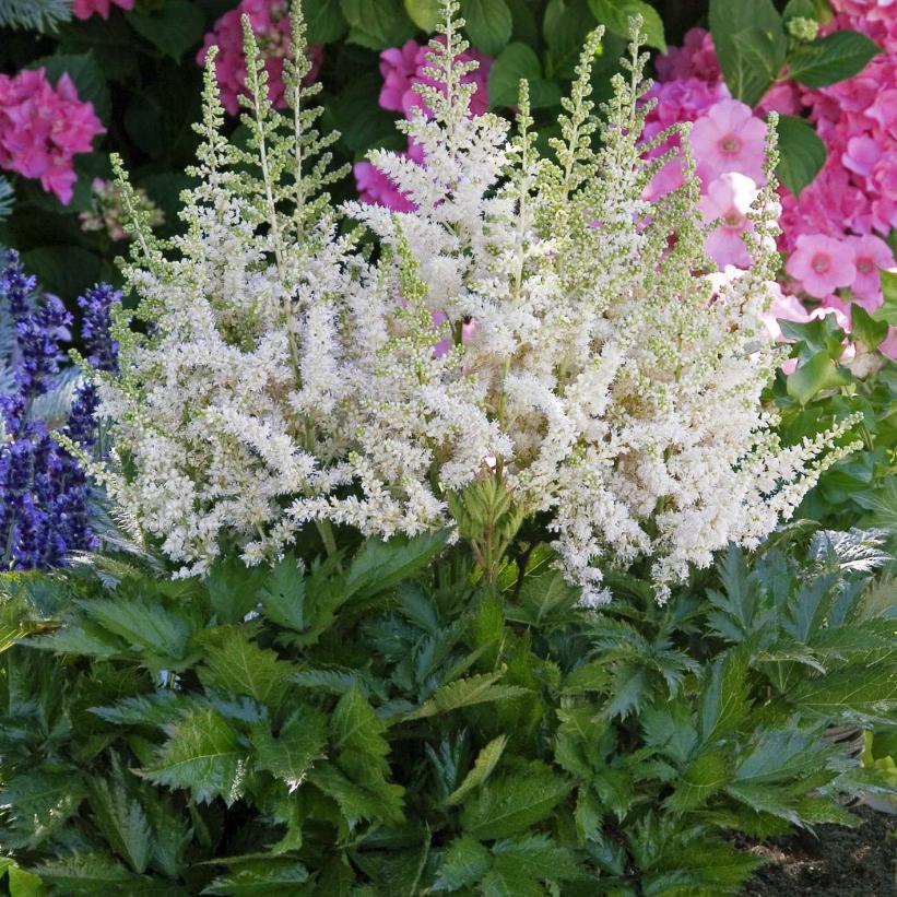 Vision in White False Spirea, Chinese Astilbe
