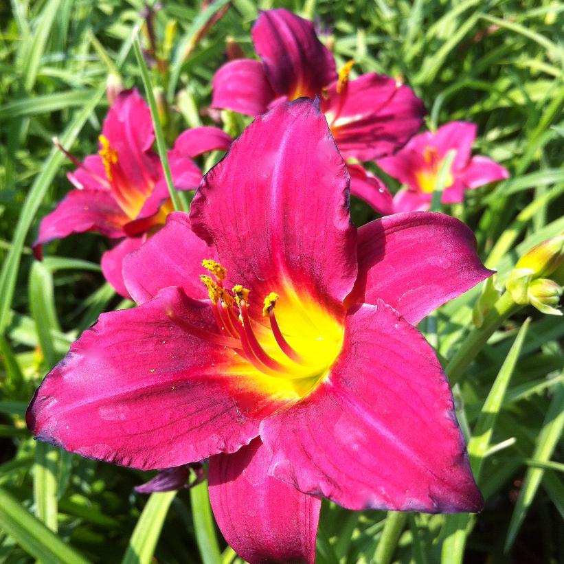 Pardon Me Daylily