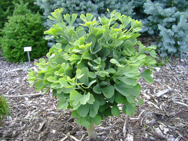 Troll Maidenhair Tree