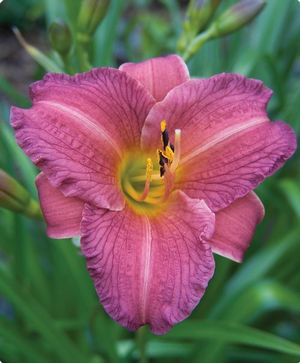 Purple D&