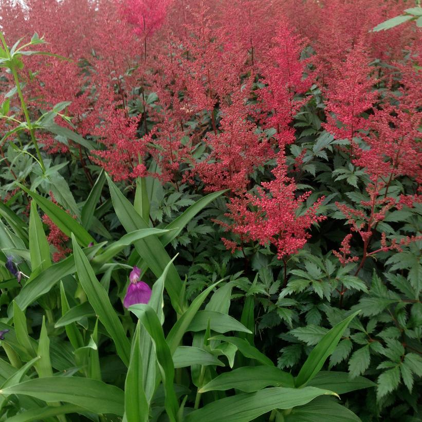 Montgomery False Spirea, Japanese Astilbe