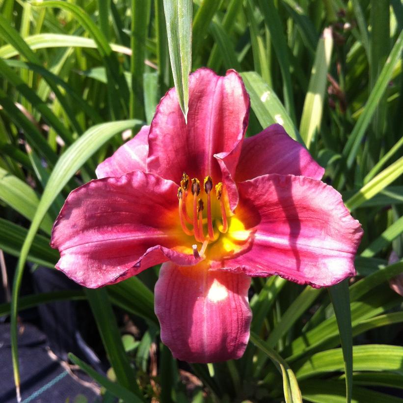 Rosy Returns Daylily