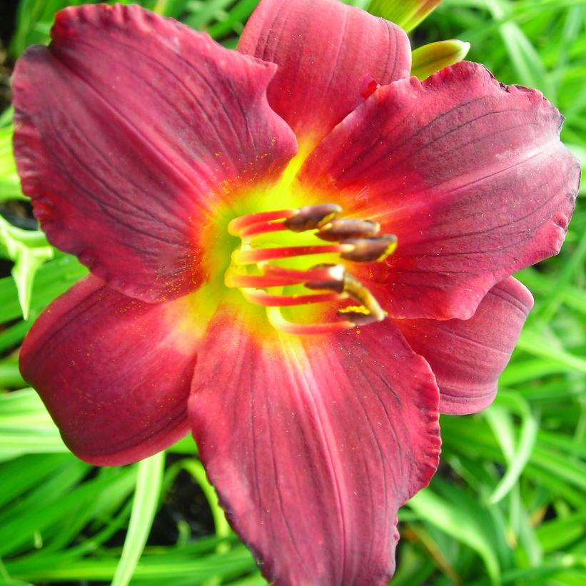 Ruby Stella Daylily