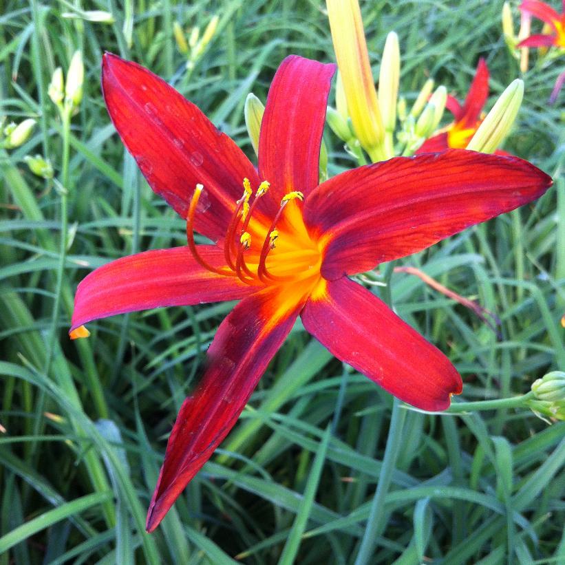 Sammy Russell Daylily