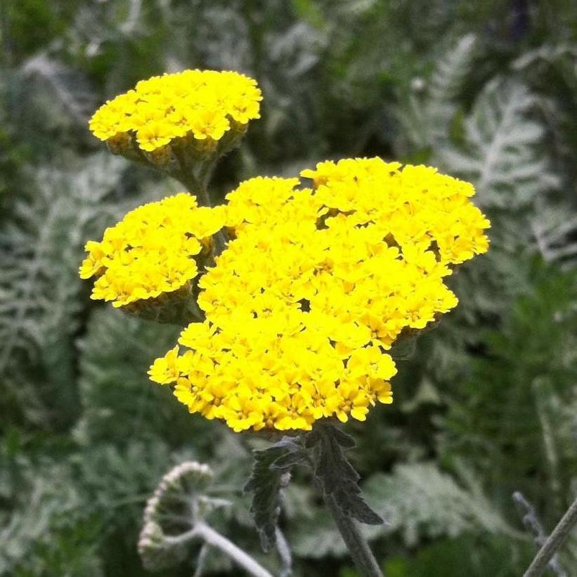 Moonshine Yarrow
