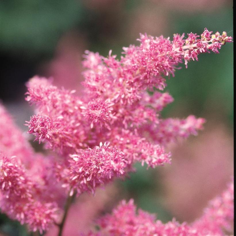 Rheinland False Spirea, Japanese Astilbe