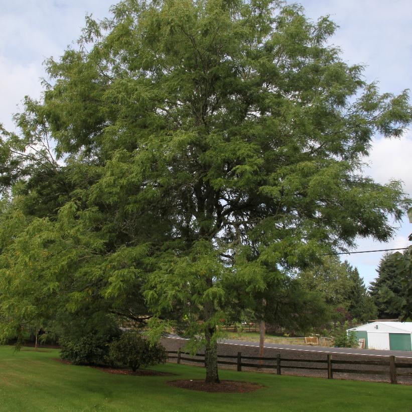 Skyline® Honeylocust