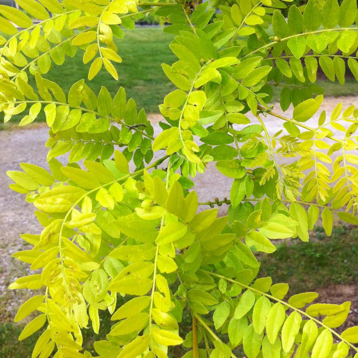 Sunburst® Honeylocust