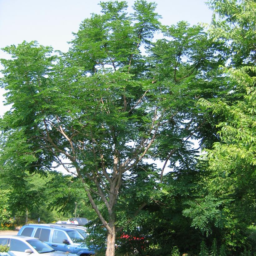 Kentucky Coffee Tree