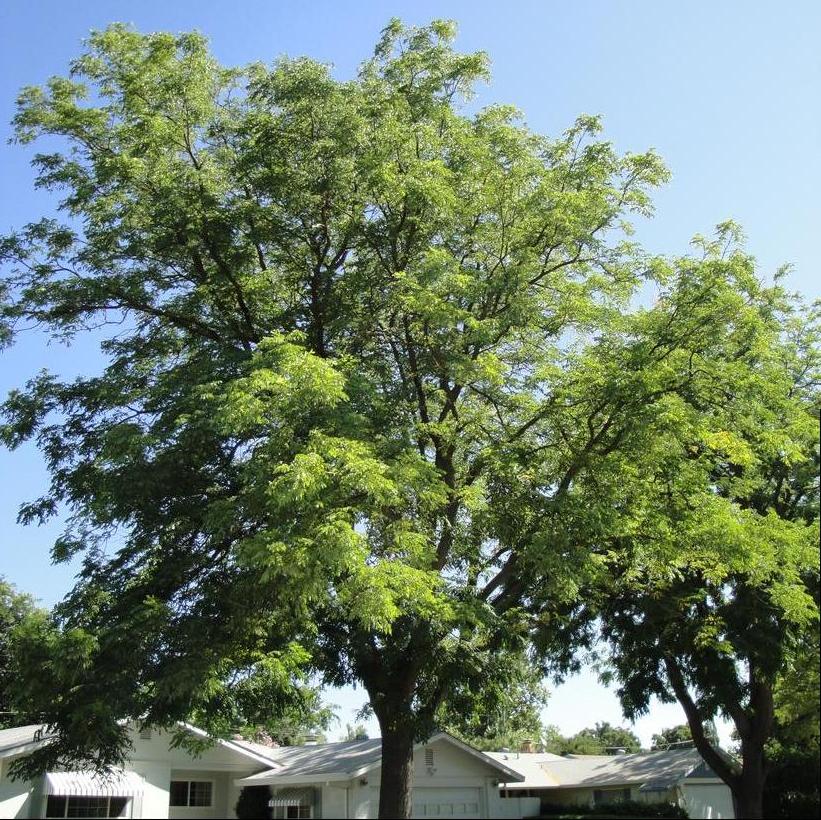 Espresso™ Kentucky Coffee Tree