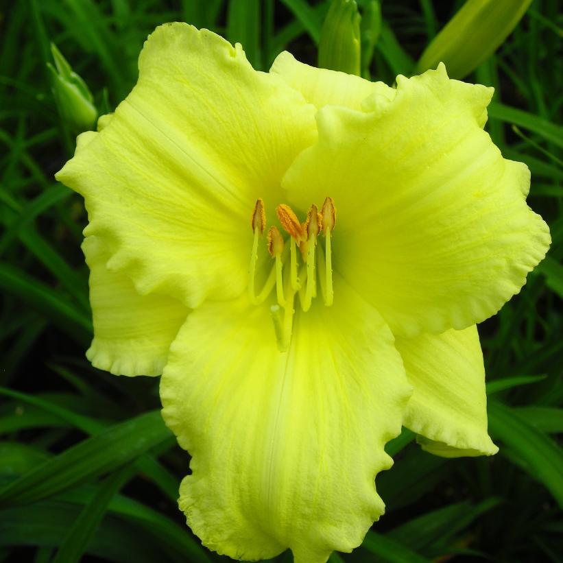 Stella Supreme Daylily
