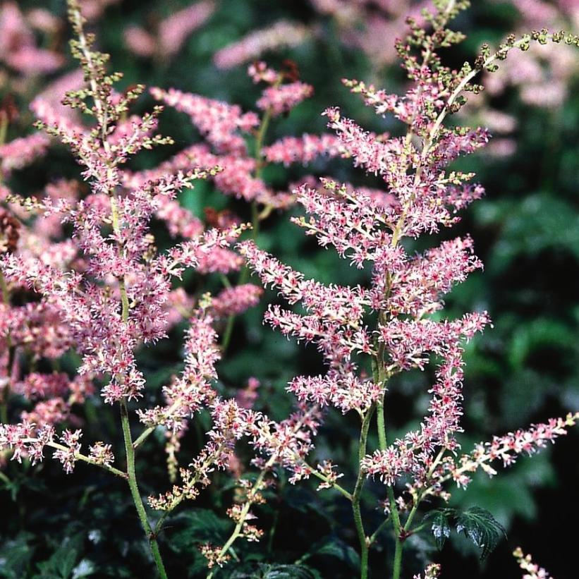 Dwarf Astilbe, False Spirea