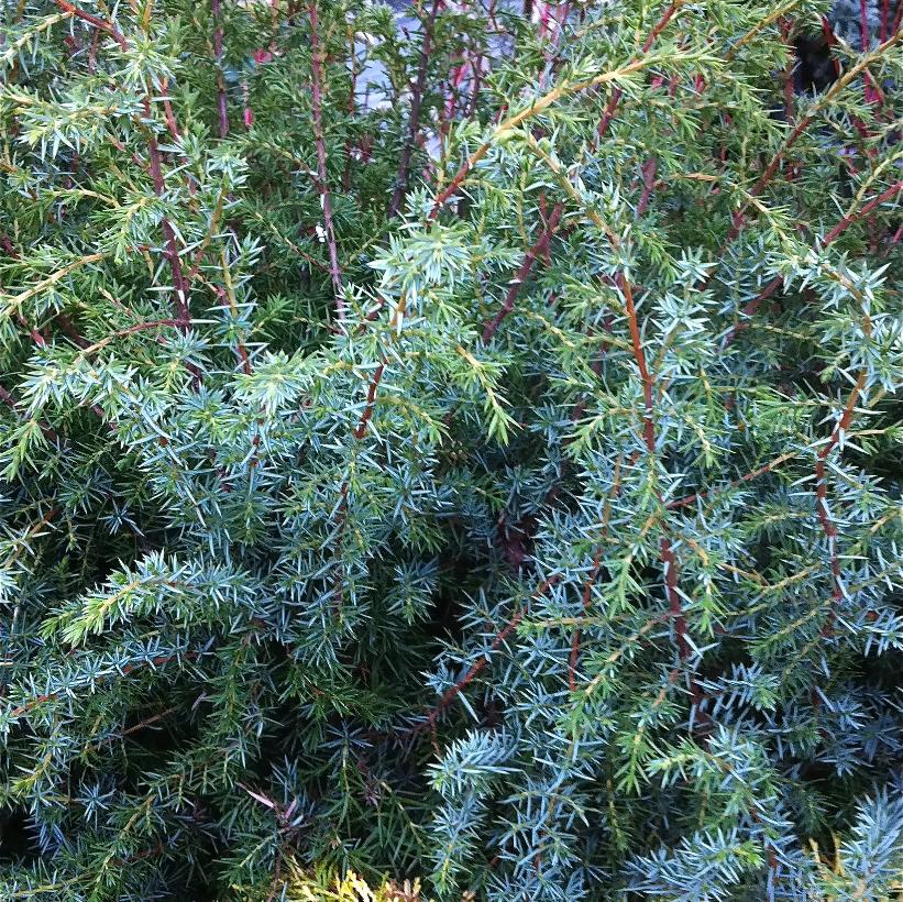 Swedish Juniper