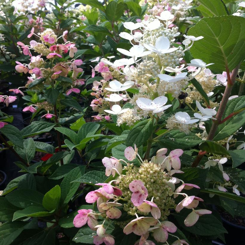 Quick Fire® Hydrangea