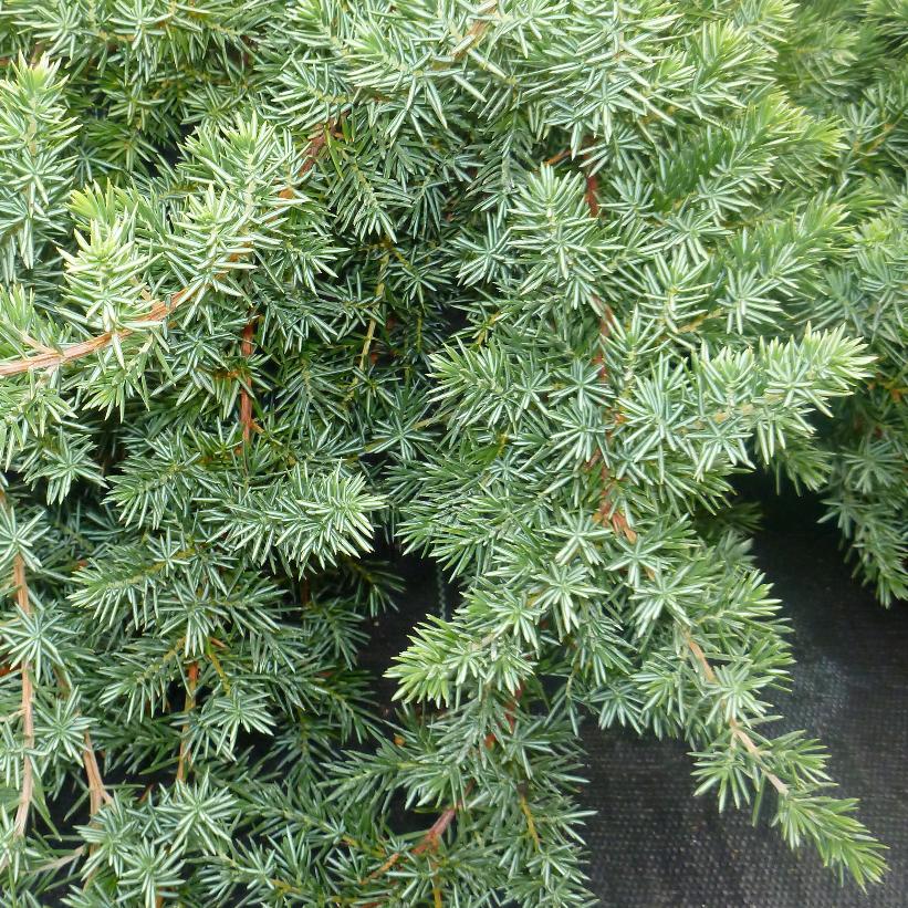Blue Pacific Shore Juniper