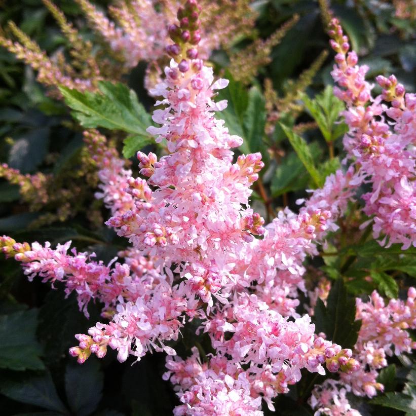 Sugarberry False Spirea, Astilbe